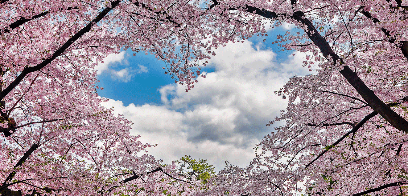 Japan Cherry Blossoms Heart GettyImages 2032579626 1323x637 1