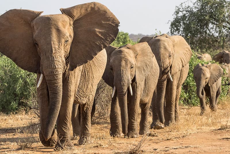 Kenya DanitaDelimont RF AF21 BJY0085 edit