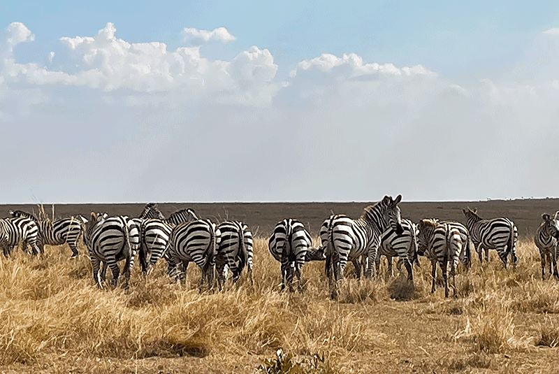 Masai Mara Safari Don George IMG 5601 800x535 1