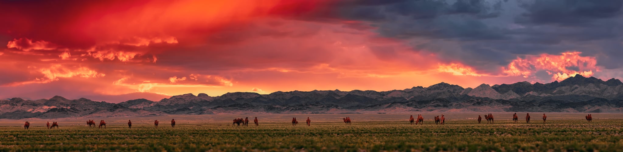 Bactrian Camels on a pasture in Mongolia at sunset