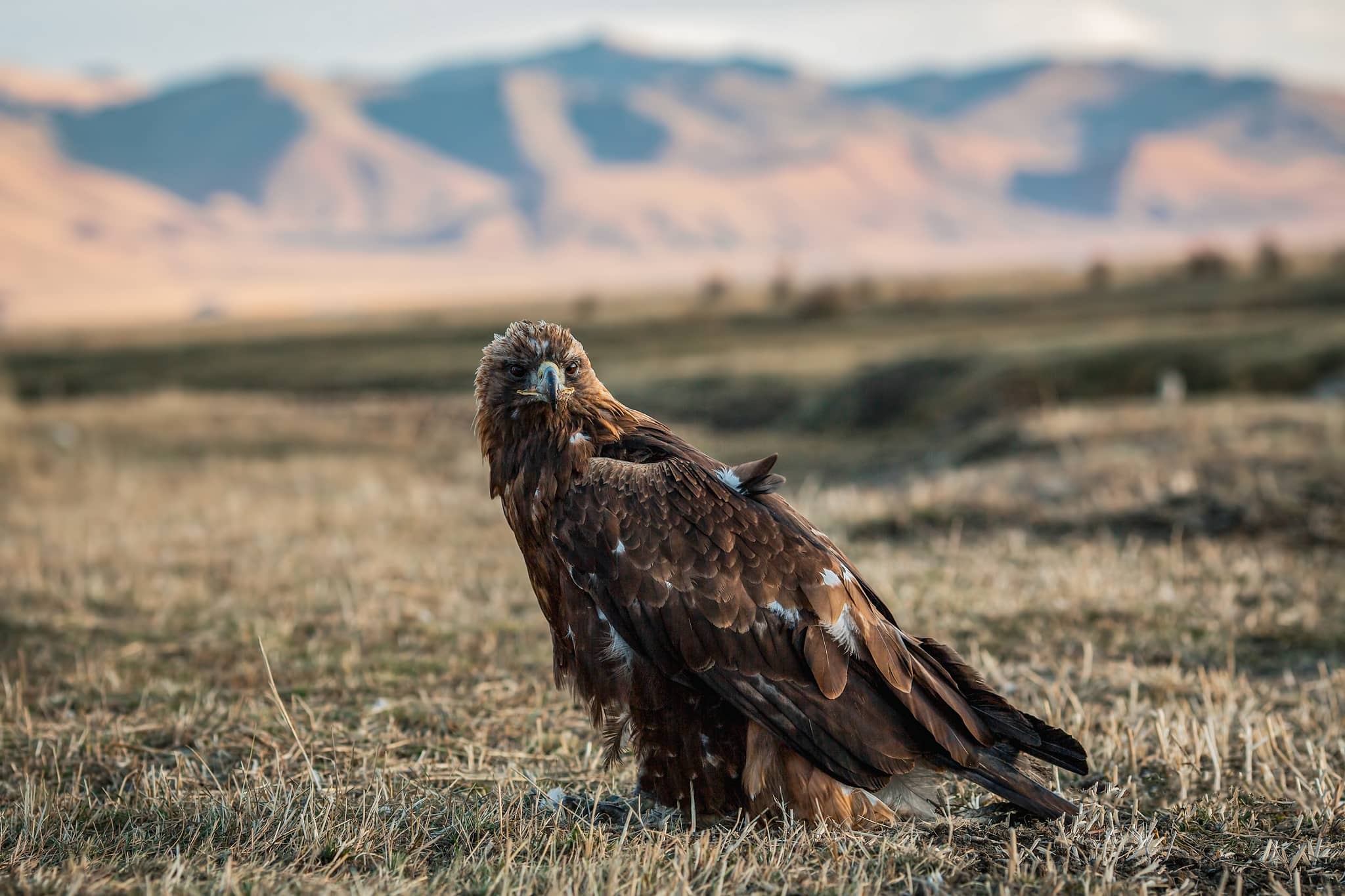 Golden eagle sits in the steppe on the background of the Mongolian mountains
