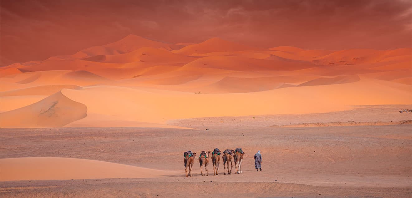 Morocco Camel Caravan iStock 1560805026 1323x637 1