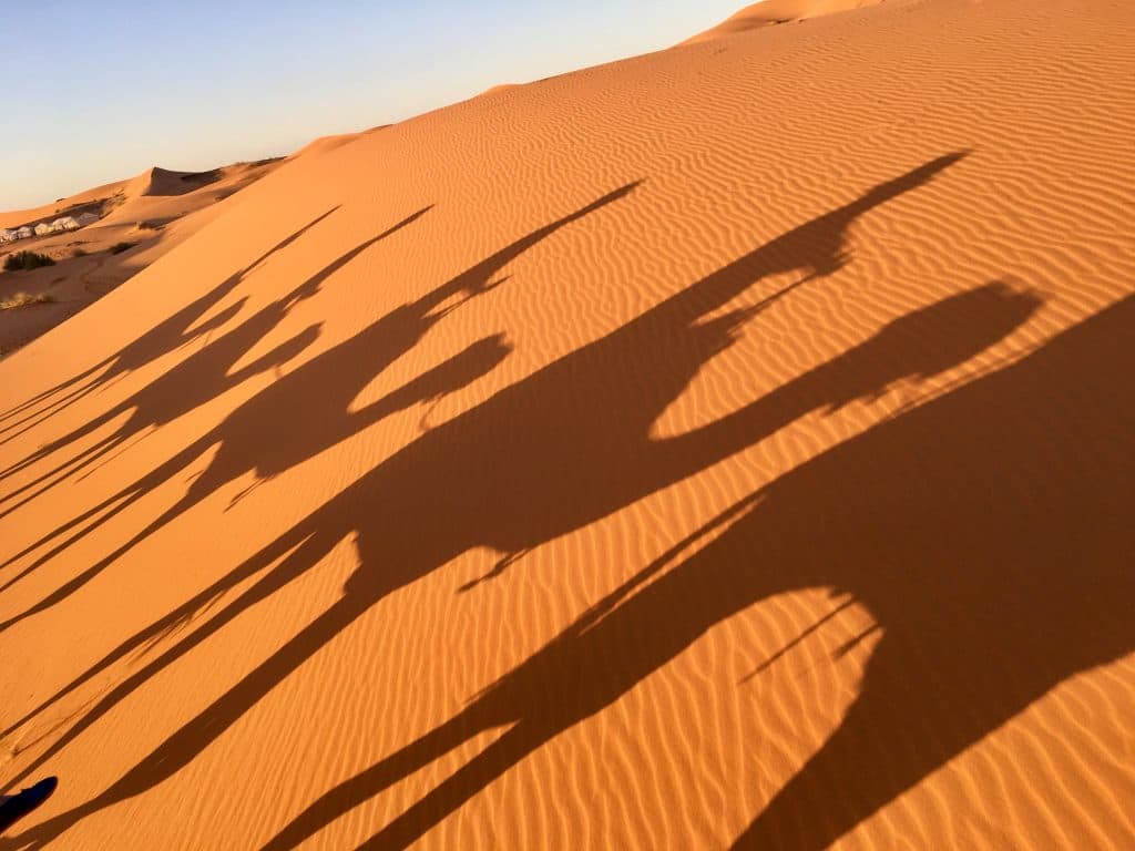 Morocco Desert Camels at Sunset 1024x768