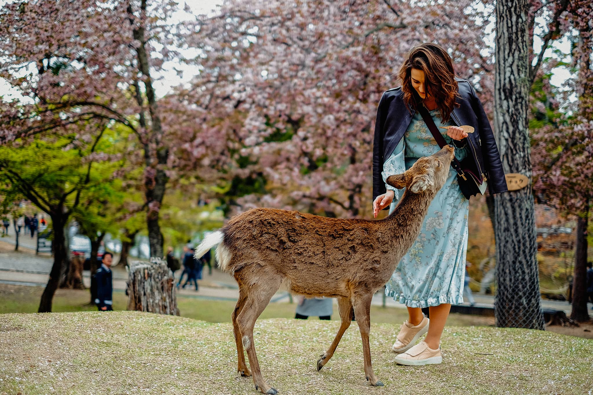 Woman with a deer in Nara, Japan