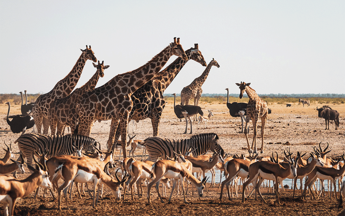 Animals congregate around a waterhole in Etosha National Park, northern Namibia