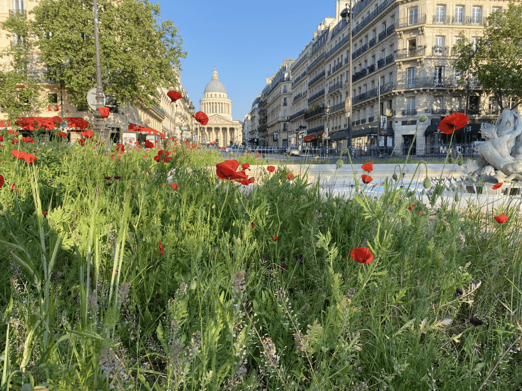 Red Poppies Pantheon 1024x768
