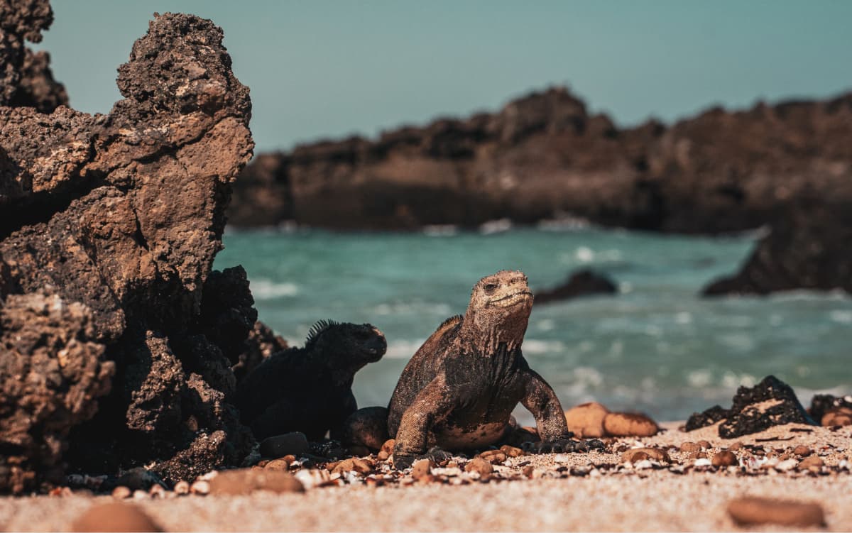 Marine iguanas on the beach