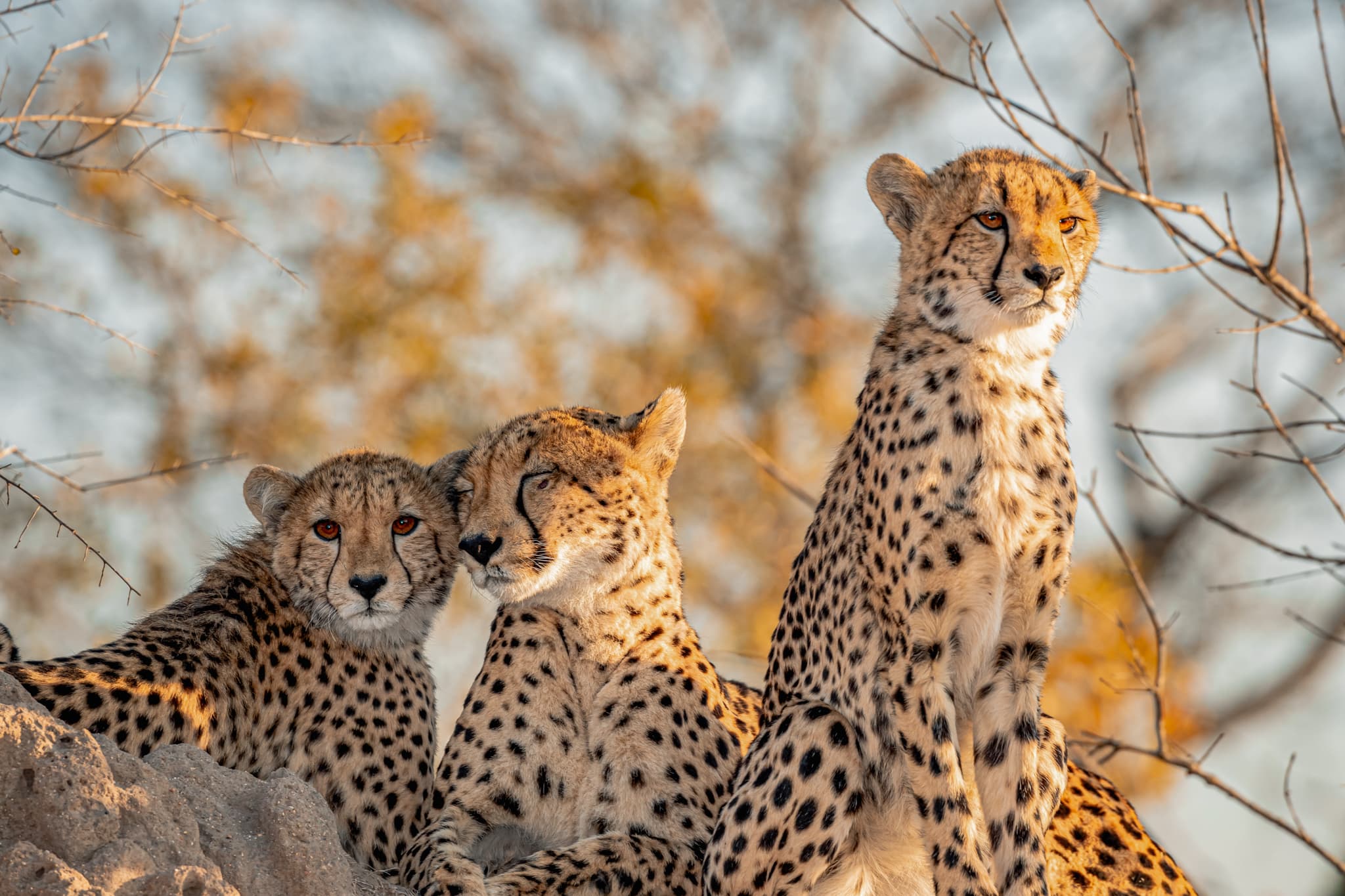 Cheetah with two cubs, Sabi Sands, South Africa