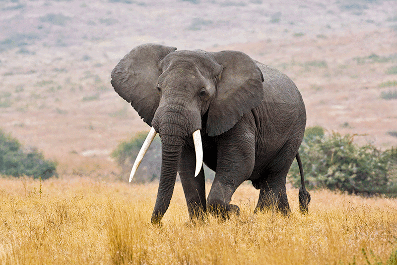 Tanzania Elephant DanitaDelimont RM AF45 RBE0064 800x535