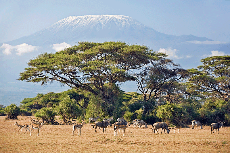 Tanzania Mount Kilimanjaro DanitaDelimont RM AF21 JLE0907 800x535