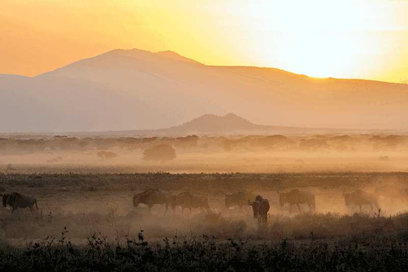 Tanzania Wildebeests at Sunrise DanitaDelimont RM AF45 CSL0238 800x535