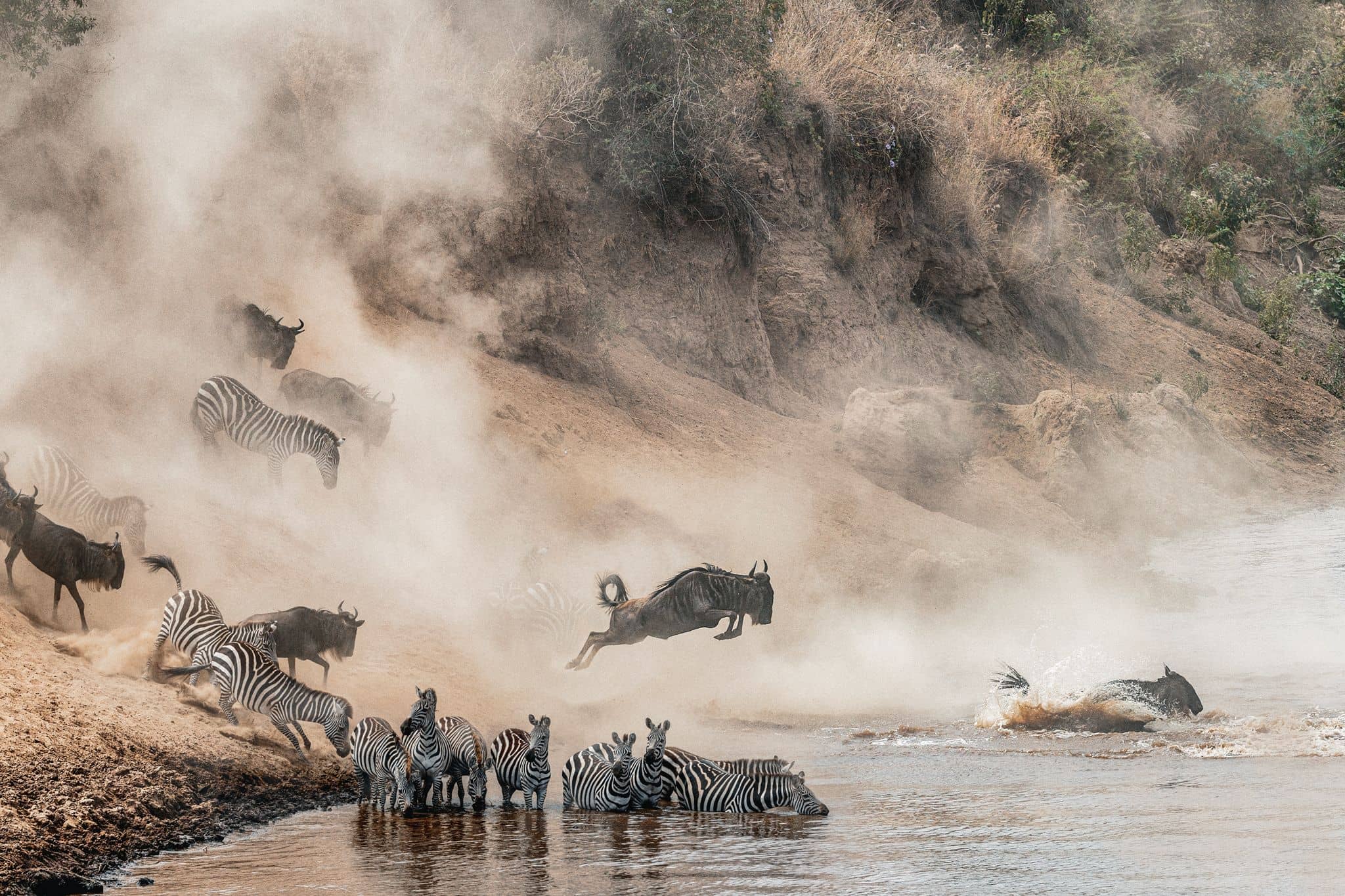 Zebras and wildebeests crossing the Mara River, Tanzania