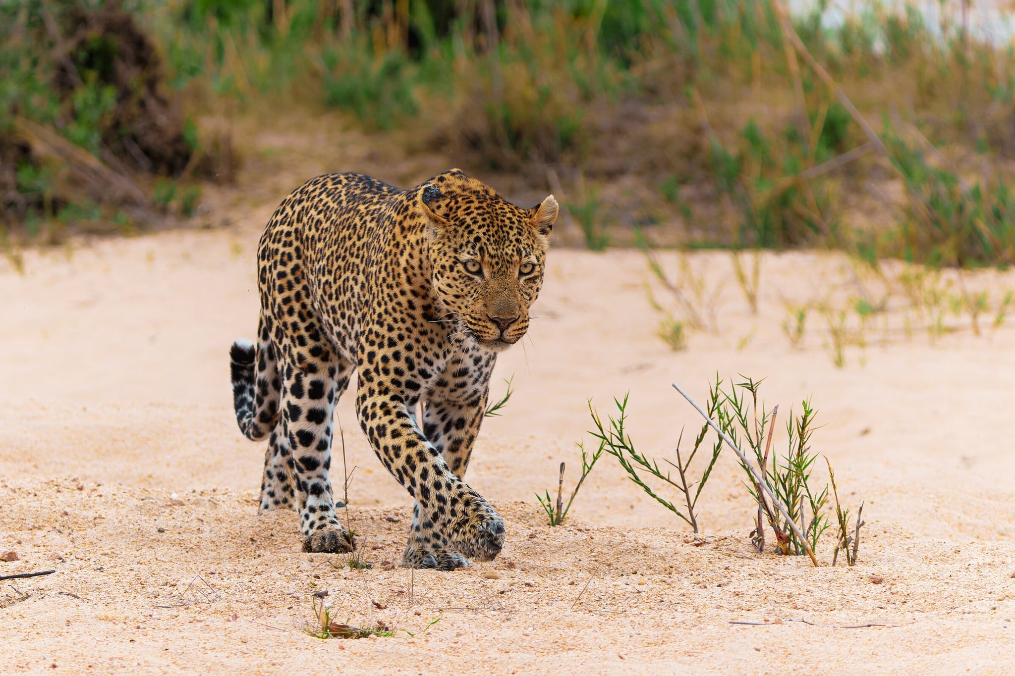 South Africa travel deeper