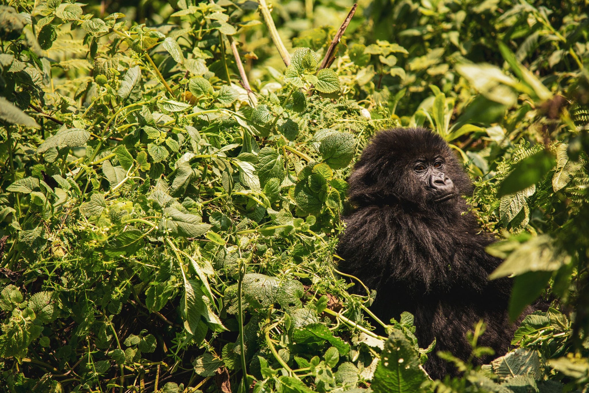 Gorillas of Rwanda’s Virunga Volcanoes hero image