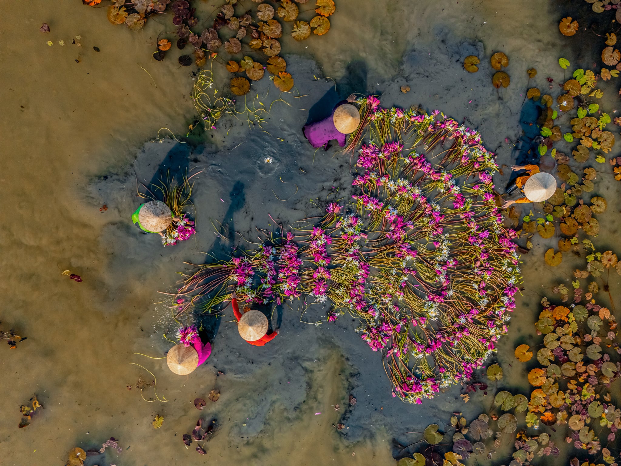 Mekong Delta, waterlily harvest, Vietnam