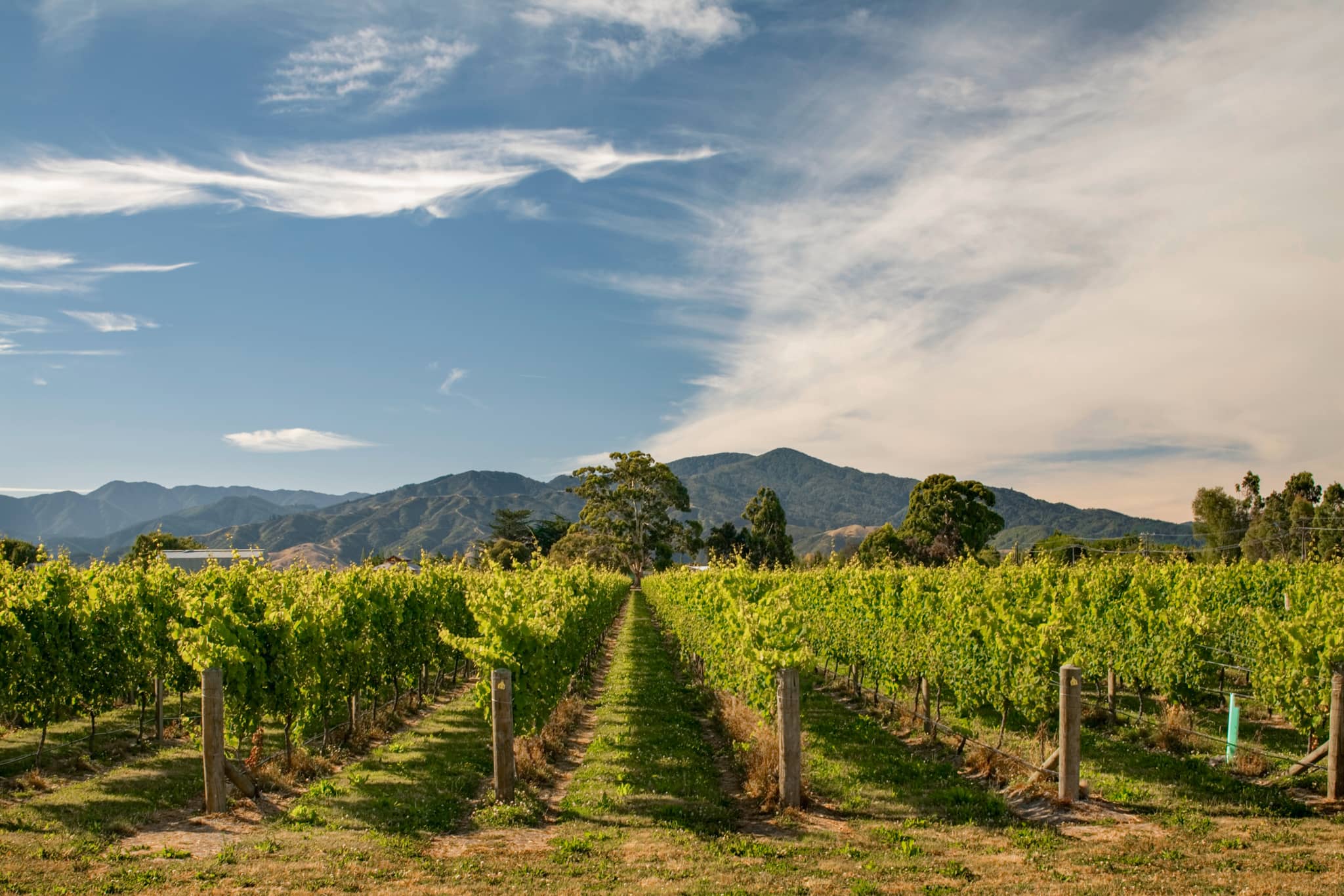 Vineyard in Blenheim, South Island, New Zealand