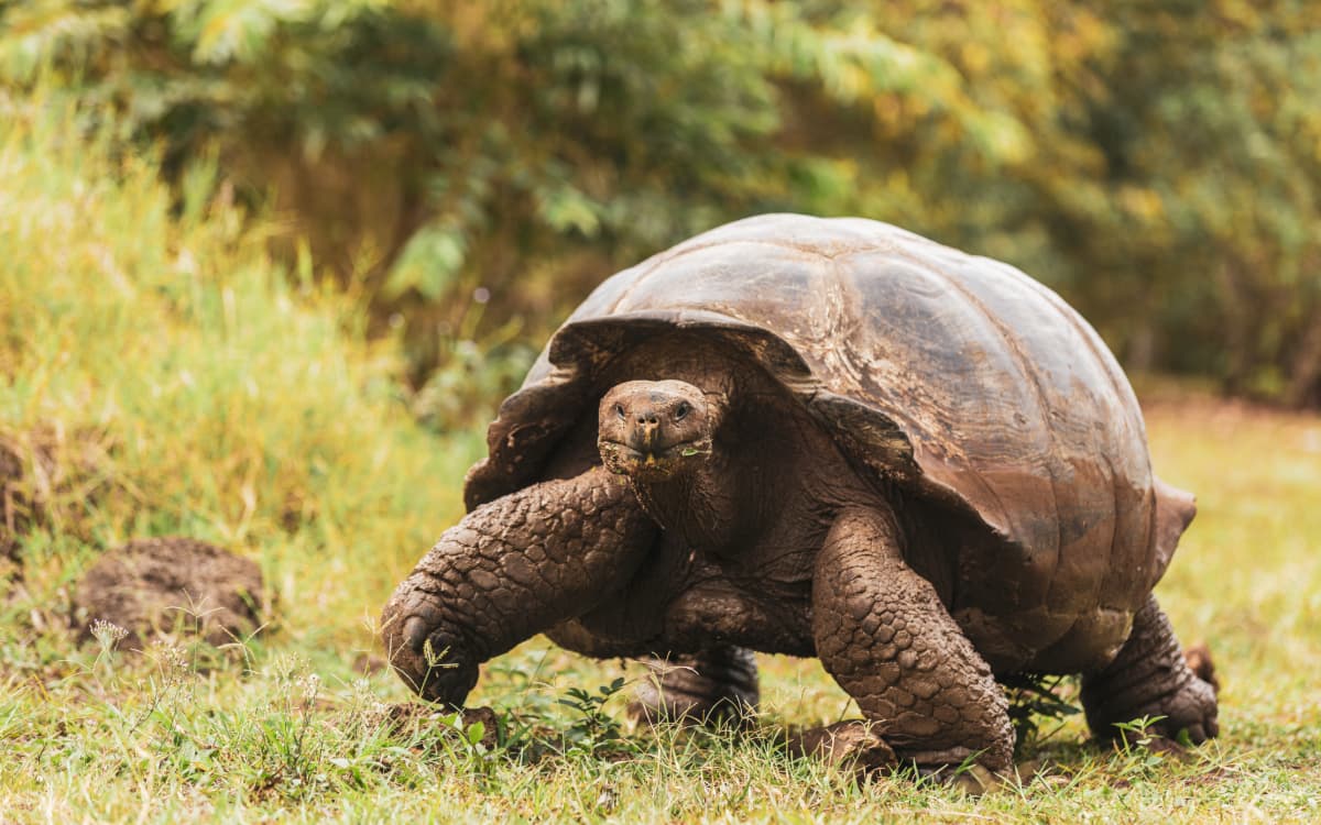 The most famous resident of the Galápagos Islands, the Galápagos giant tortoise