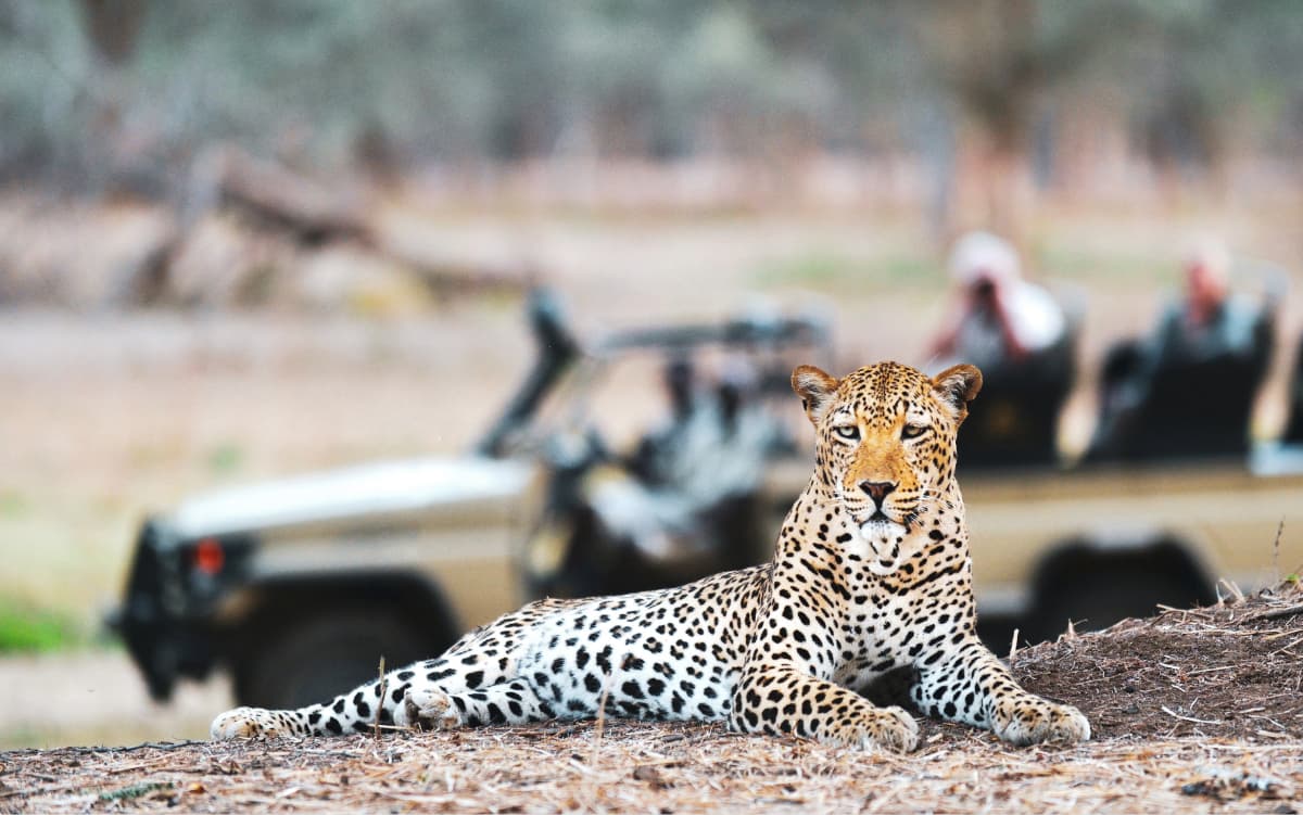 Leopard resting on a dirt mound