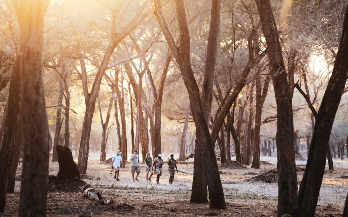 Sunrise safari walk at Chiawa Camp