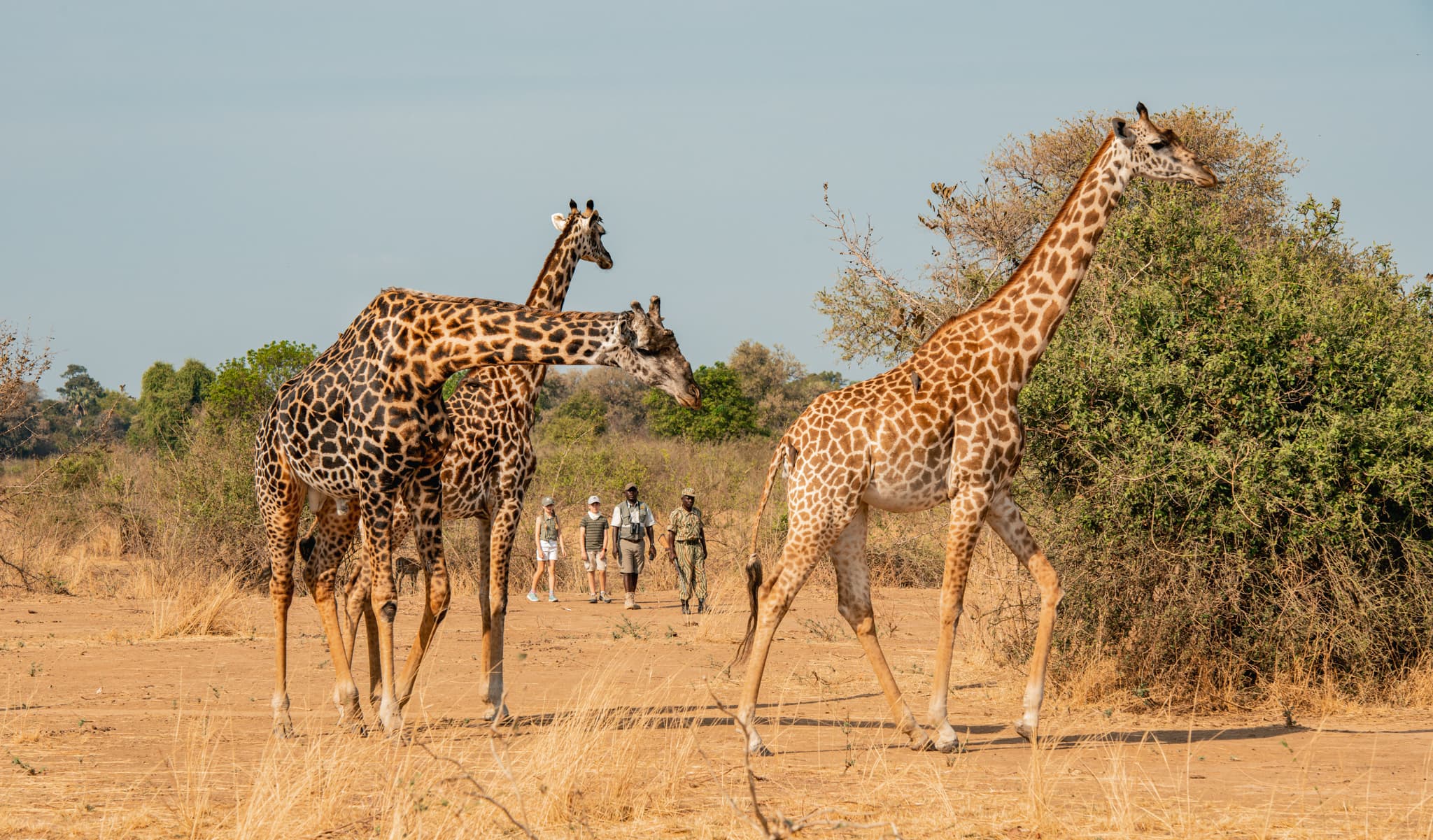 Walking safari with giraffes at Puku Ridge, South Luangwa, Zambia