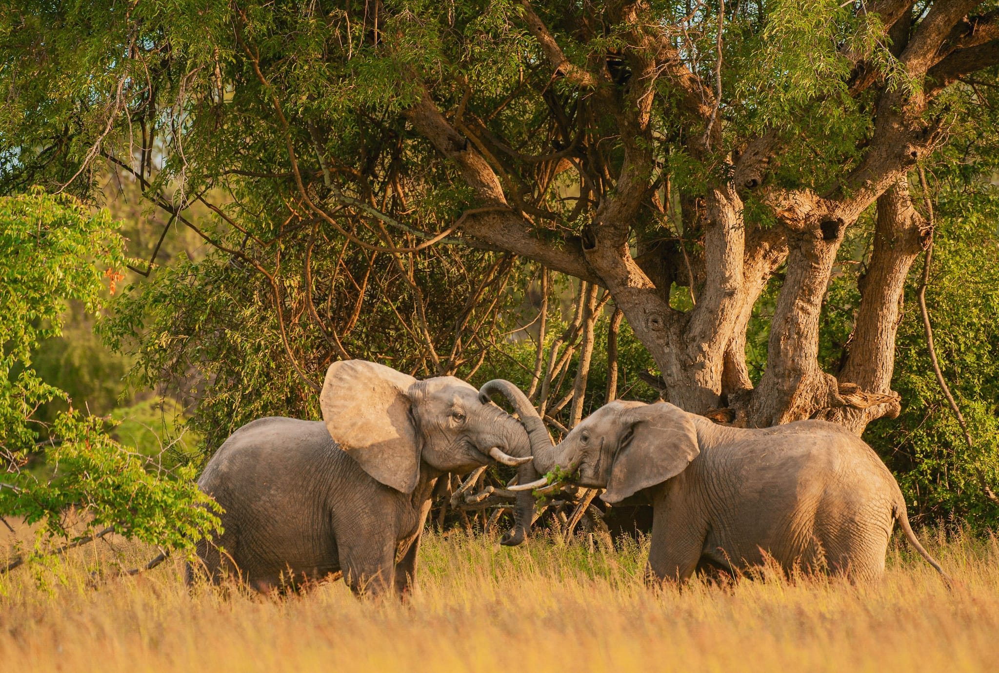 Elephants in Zambia during Green Season