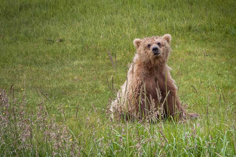 alaska tutka bay brown bear viewing geoex