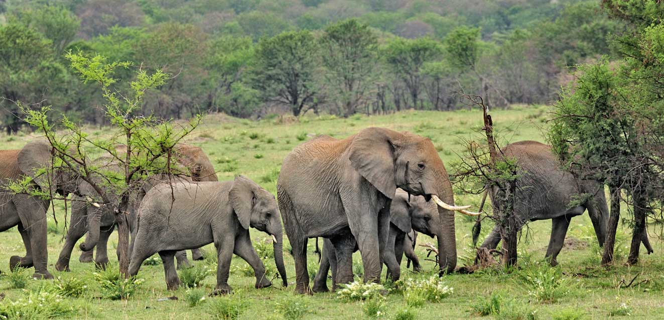 an eye opening serengeti safari
