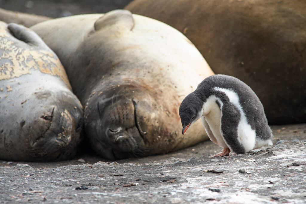 antarctica hannah point penguin chick walruses 1024x684