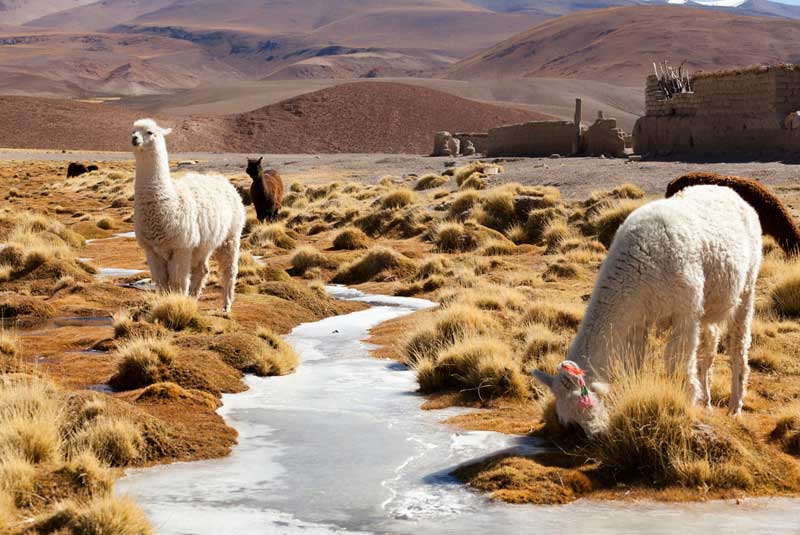 argentina salta llama trekking village geoex
