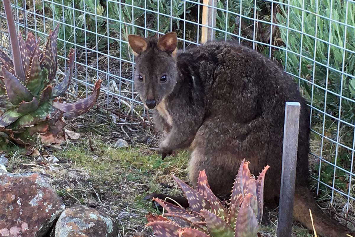 australia tasmania maria island pademelon geoex