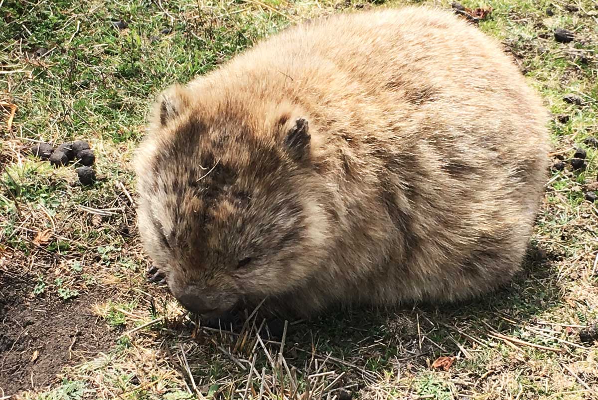 australia tasmania maria island wombat geoex