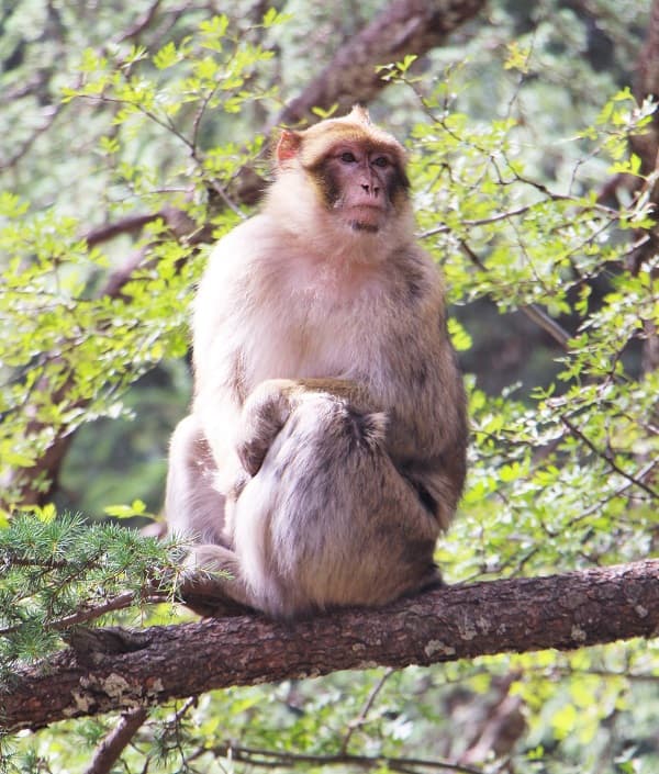 barbary ape morocco geoex