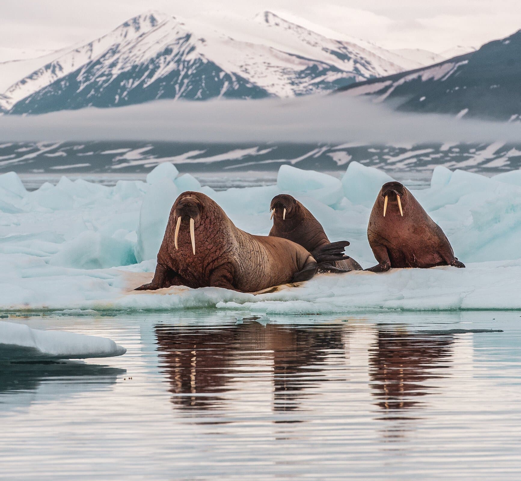 Arctic best time to visit