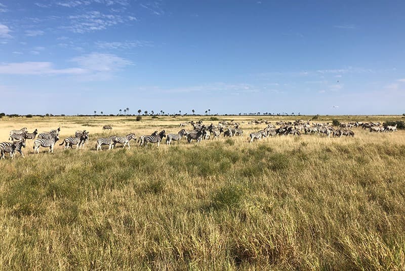botswana jacks camp zebra migration