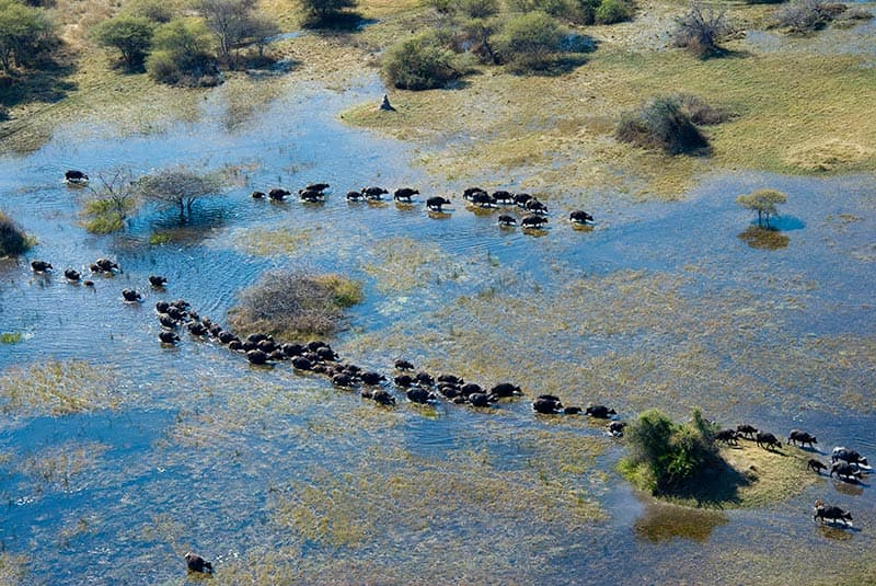 botswana okavango delta kwedi concessions buffalo herd aerial