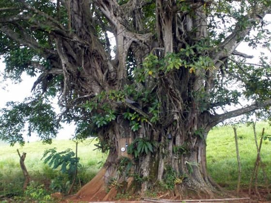 costa rica jungle geoex