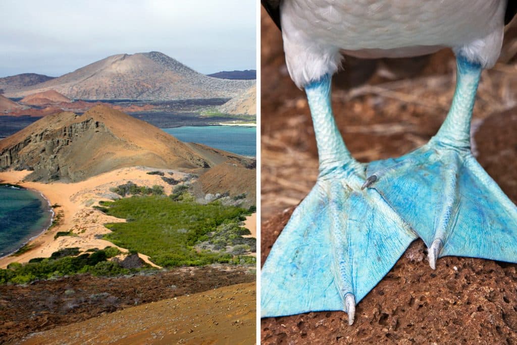 galapagos pinnacle rock blue footed boobie feet 1024x684