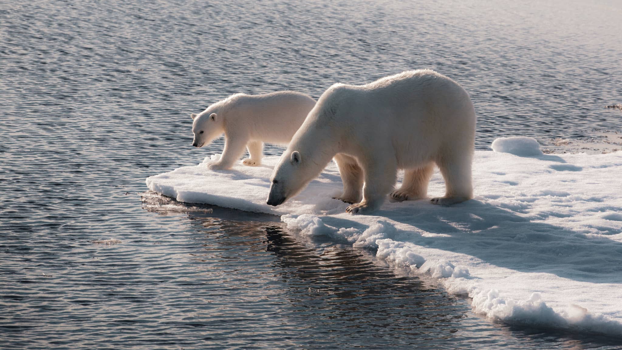 Svalbard: In Search of Iconic Arctic Wildlife gallery gallery2 polarbears arctic DanitaDelimont RF EU21 JAM0005 SuperRes janetmuir