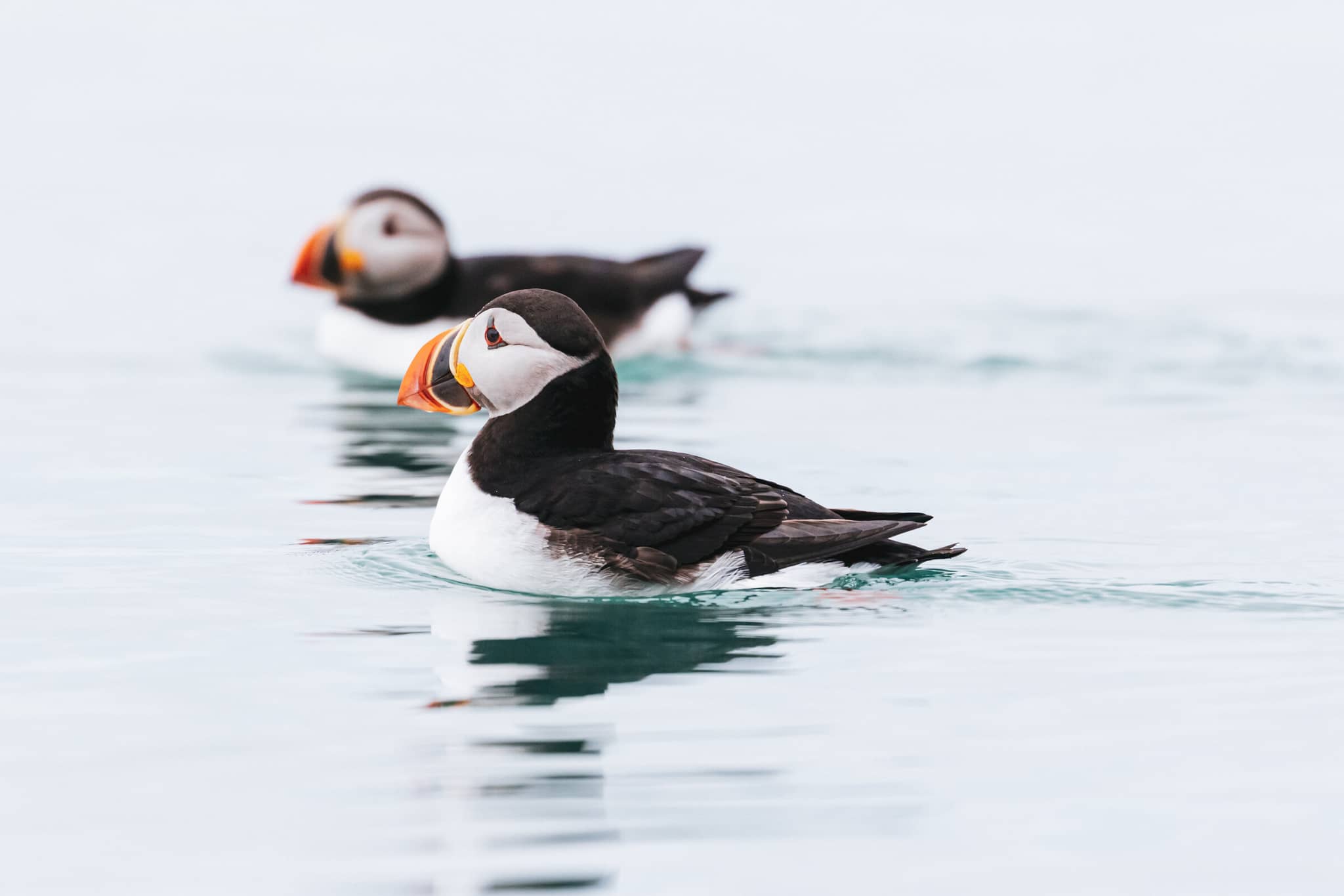 Svalbard: In Search of Iconic Arctic Wildlife gallery gallery4 arcticpuffin GettyImages 1161718603 andrewpeacock