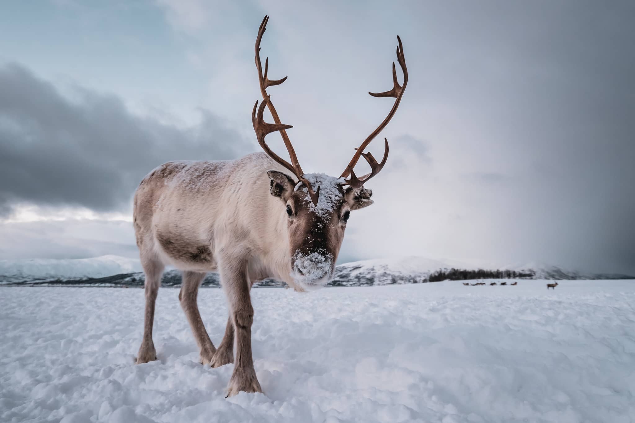Svalbard: In Search of Iconic Arctic Wildlife gallery gallery5 reindeer arctic GettyImages 1146303198 pawopa3336