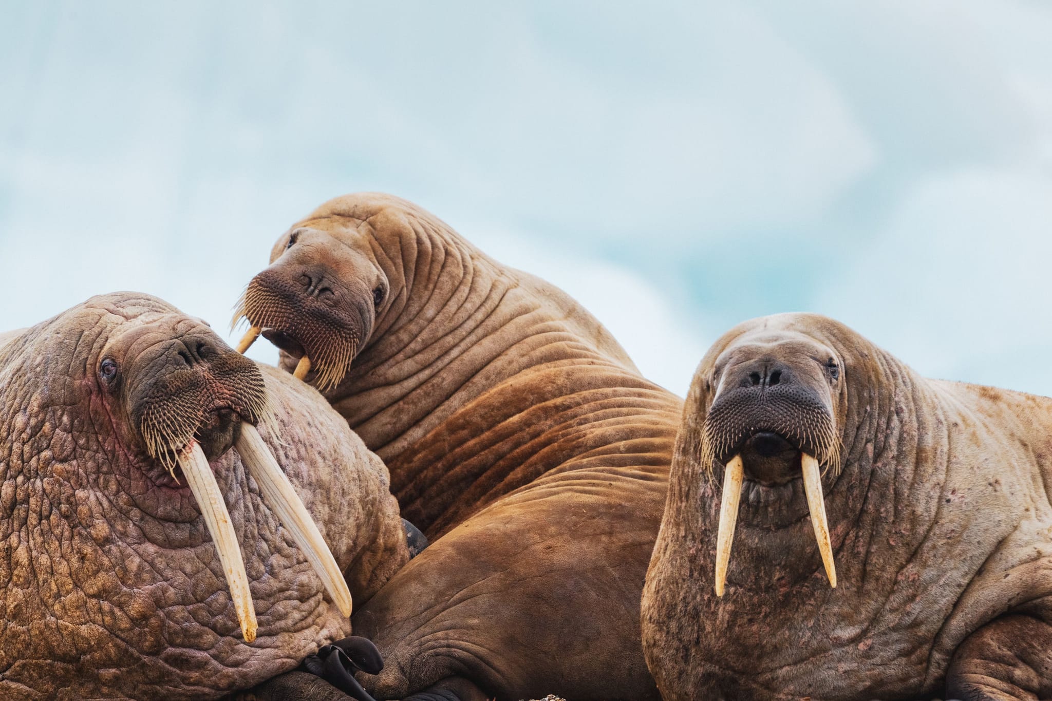 Walrus in the Arctic