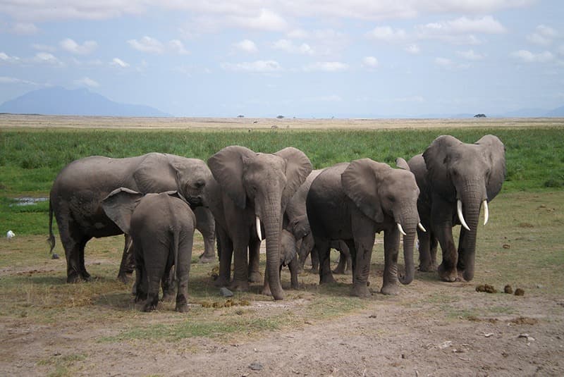 kenya amboseli national park elephant herd