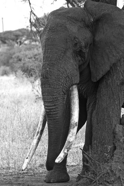 lee fuller east african family safari elephant tusk geoex