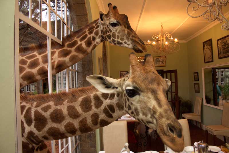 lee fuller east african family safari giraffe manor geoex