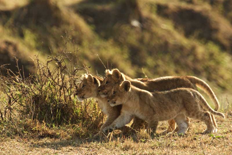 lee fuller east african family safari lion cubs geoex