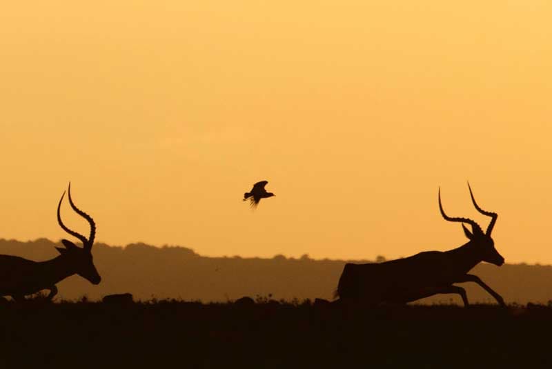 lee fuller east african family safari main antelope geoex