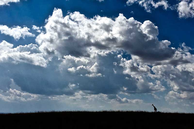 lee fuller east african family safari open plain geoex