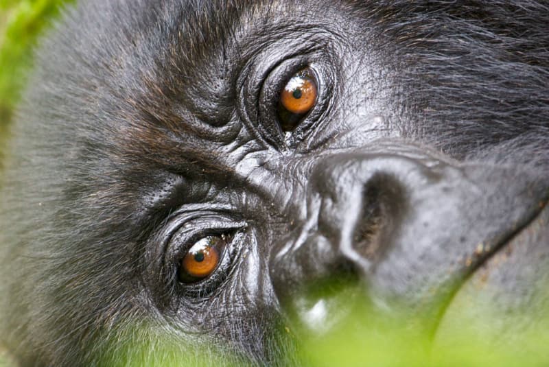 lee fuller gorillas on the list close up geoex