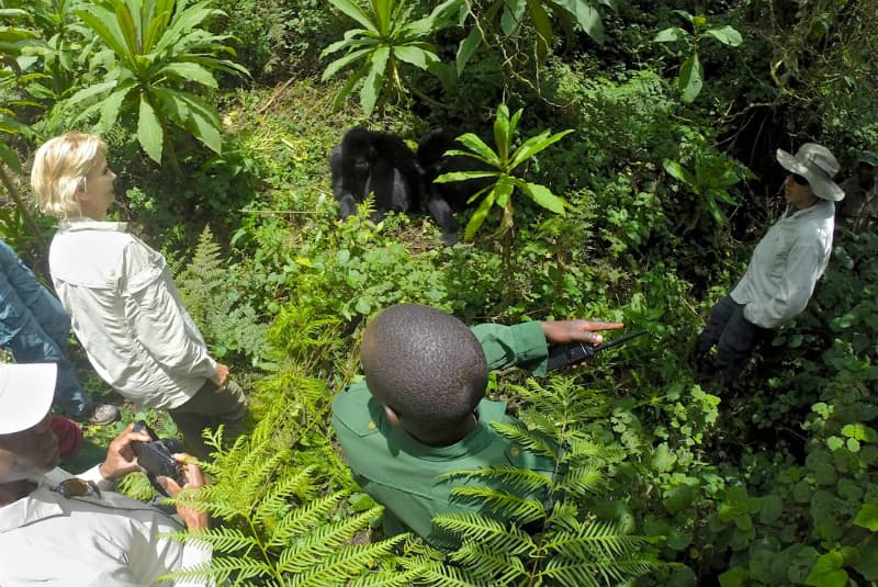 lee fuller gorillas on the list in the bush geoex