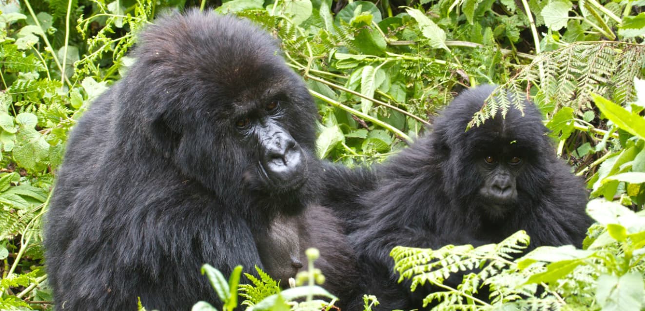 lee fuller gorillas on the list main two gorillas geoex